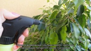 Липкие листья у комнатных растений — причины и борьба