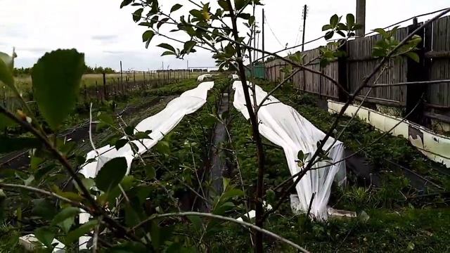 Профилактика Корневых заболеваний Клубники. смотреть онлайн