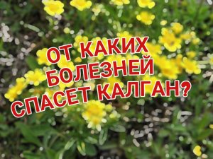 **"Калган: Секреты Древних Целителей"**