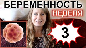 ТРЕТЬЯ НЕДЕЛЯ БЕРЕМЕННОСТИ - БЕРЕМЕННОСТЬ ПО НЕДЕЛЯМ