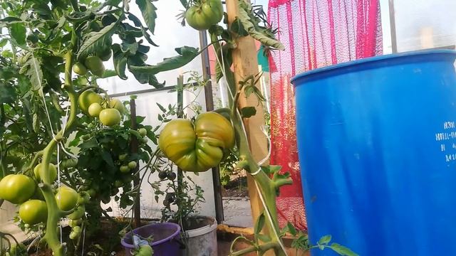 Томат сорта Бизон Черный!!!!!! смотреть онлайн