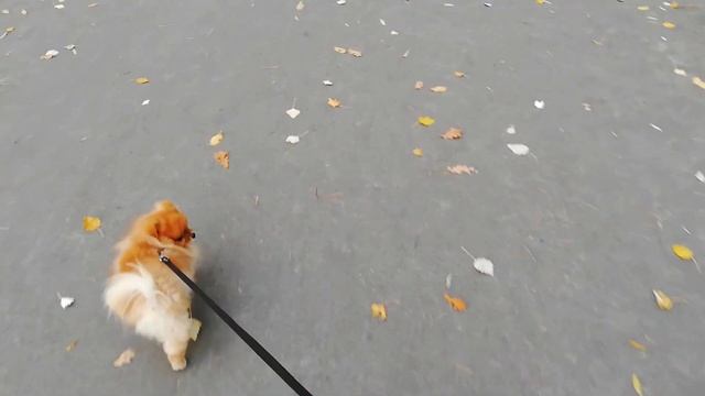 "Я тону в желтолиственном сне, за окном, что желаемо мне, засыпающий парк..." смотреть онлайн