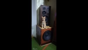 концертный саб 15 в квартире