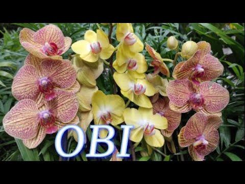 №315/ ОБЗОР СВЕЖИХ орхидей в OBI