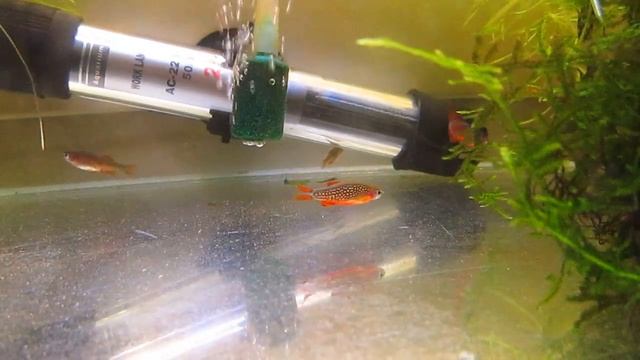 Микрорасбора Галактика в нерестовике 10 л смотреть онлайн