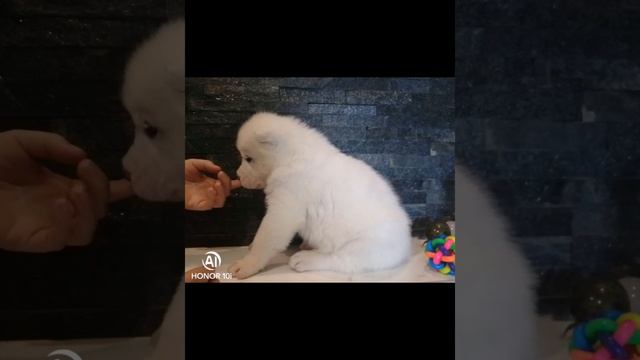 Собаки. Алабай. Туркменский волкадав. Очередная фото сессия.🥰🥰🥰🥰. Среднеазиатская овчарка. смотреть онлайн