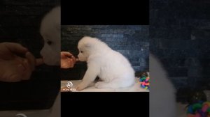 Собаки. Алабай. Туркменский волкадав. Очередная фото сессия.🥰🥰🥰🥰. Среднеазиатская овчарка.