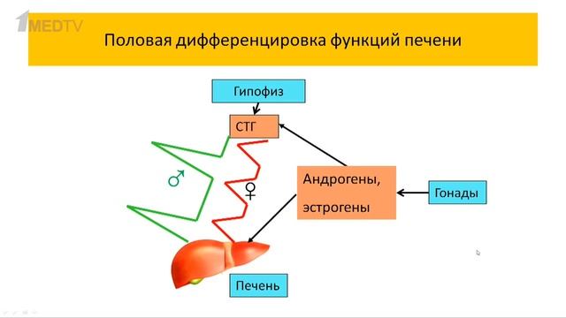 «Медицина в контексте», тема: «Мужчина и женщина в контексте половой дифференцировки».