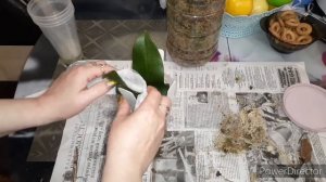 #Реанимация_Орхидей во мхе самый лучший способ