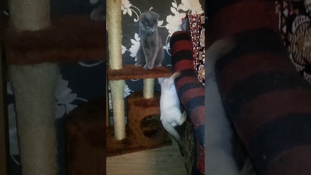 Тристан и Изольда смотреть онлайн