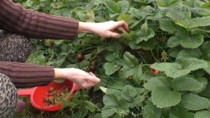 Защита клубники от птиц оказалась лучшей подвеской для ягод!