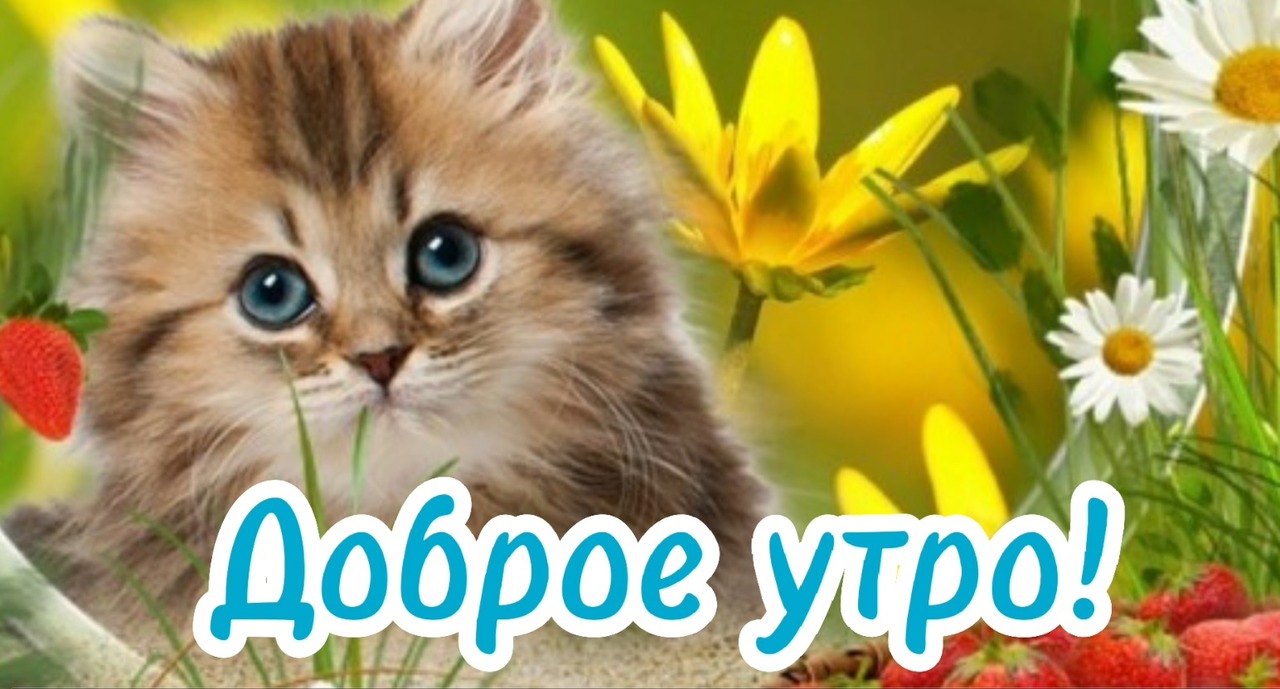 Доброе Утро! ?? Хорошего Дня и отличного настроения!