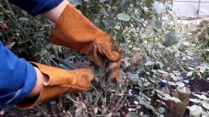 Как я обрезаю розы в октябре. Обрезаем розы. #обрезкарозосенью