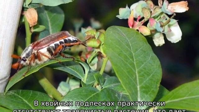 Голубика Либерти смотреть онлайн