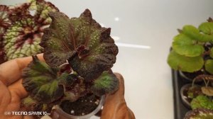 Продажа излишек деток бегоний. Акция