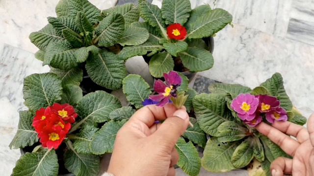 Primrose/ Primula plant basic care tips смотреть онлайн