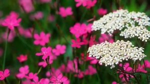 Луна,луна Цветы,цветы