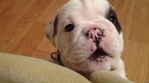 Щенок ругается с хозяйкой