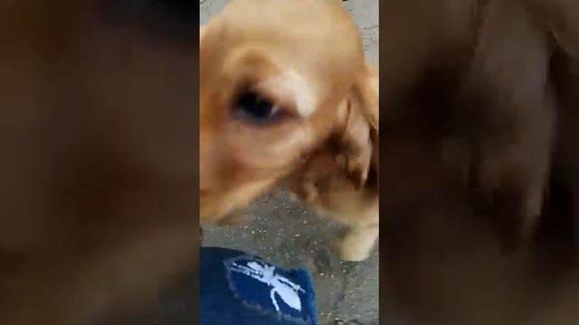 Английски Кокер спаниэль