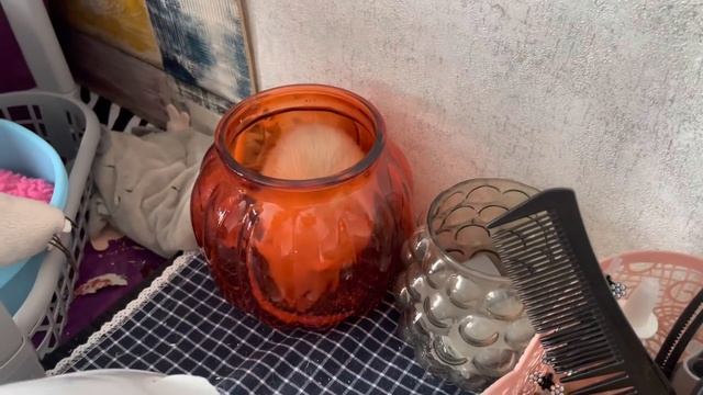 Показываю крыс ? | Распаковка ? смотреть онлайн