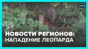 Новости регионов: дальневосточный леопард напал на человека в Приморье - Москва 24
