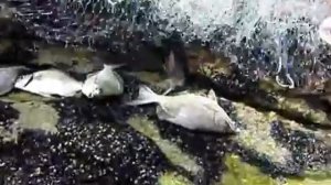 Кастинговая сеть на море. Ловля с берега