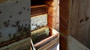 работа в пчелопавильоне по откачки подсолнуха (продолжение)