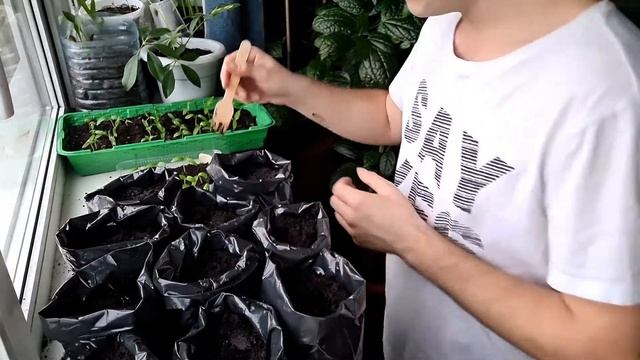 ПИКИРОВКА | ИНДЕТЕРМИНАНТНЫЕ (не ограниченного роста) ТОМАТЫ смотреть онлайн