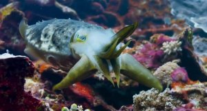 Каракатица - Способы охоты на крабов.