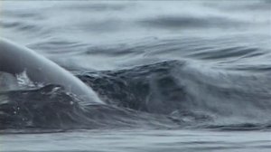 Penguin eaten by giant Leopard Seal!