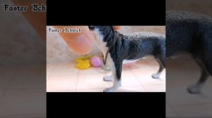 Обзор на мои фигурки собак, и аксессуаров для них