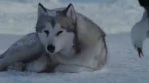 Белый плен - Хорошее видео.flv