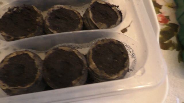 НЕ ЗАГУБИТЕ СЕМЕНА! Торфяные таблетки, кассеты для рассады. смотреть онлайн