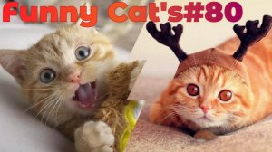 Смешные коты #80.mp4