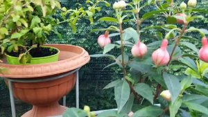 Бомбическое цветение моих комнатных растений. Рая и цветы. Обзор цветущих растений