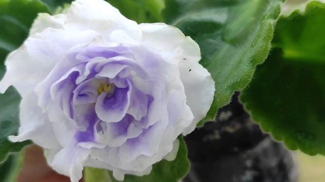 Rs Akuomarin / Özel Tür Afrika Menekşelerim/Violet/Afrika Menekşesi смотреть онлайн