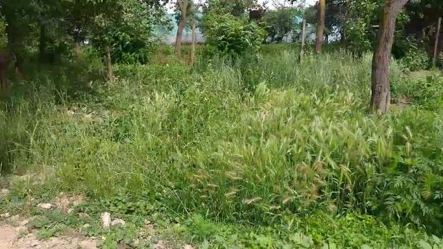 Stihl fs 560 c e-m mounting 3mm line & test смотреть онлайн