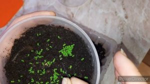 Глоксинии. Первая пикировка сеянцев из своих семян.