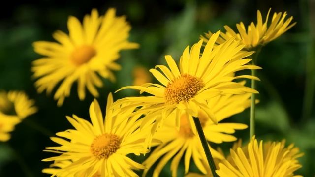 18 июня народный праздник Дорофеев день. Что нельзя делать. Народные традиции и приметы и суеверия смотреть онлайн