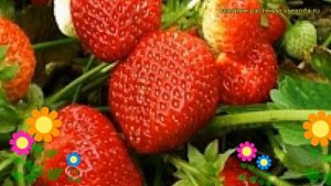 Земляника садовая Альфа. Краткий обзор, описание характеристик fragaria ananassa Alfa