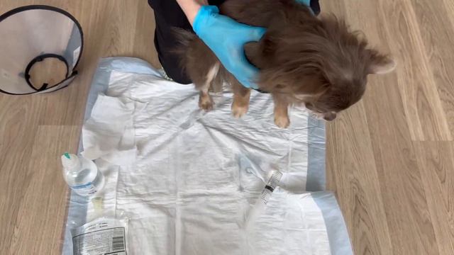 Как чистить уши собаке физ. раствором (раствором натрия хлорида 0,9 %) смотреть онлайн