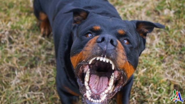 Обиженный ротвейлер ушёл жаловаться к кошке. А там встретил чужого кота! Я думал хвостатому конец! смотреть онлайн