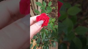 Роза Чили клементин