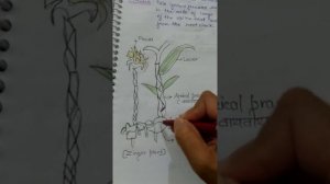 Zingiber officinale (Ginger/ Adrak) Economic  Botany part 1