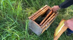 Поймали рой. Как посадить в улей? (22.05.2021)