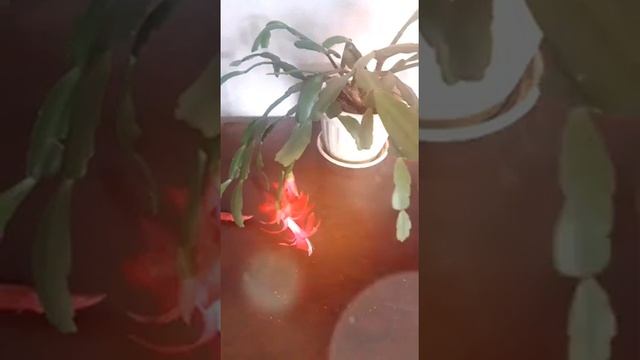 Цветение комнатного цветка рождественника (зигокактус, декабрист, Шлюмбергера). смотреть онлайн