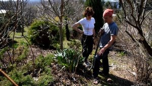 Как пересадить взрослую гортензию Советы Евгения Сапунова