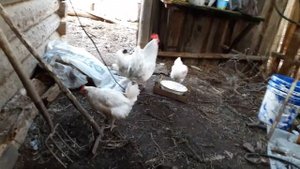 Что делает петух когда трогают его курей