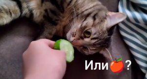 РЕАКЦИЯ КОШКИ НА ОГУРЕЦ И ЯБЛОКО! МИФ ИЛИ ПРАВДА Кошечка Маруся #КошкаМаруся #КОШКИ