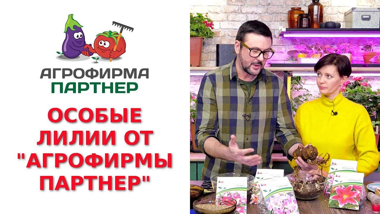 ОСОБЫЕ ЛИЛИИ ОТ 